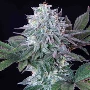 ICE – product view 7