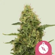 Northern Light – product view 1