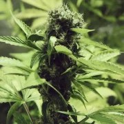 Northern Light – product view 4
