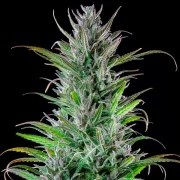 Northern Light – product view 6