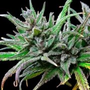 Northern Light – product view 7