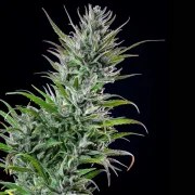 Northern Light – product view 8