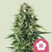 Power Flower – product view 1