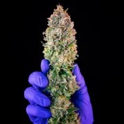 Power Flower – product view 3