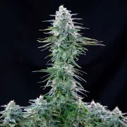 Power Flower – product view 4