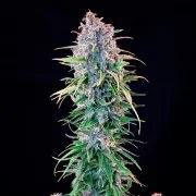 Power Flower – product view 5