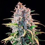 Power Flower – product view 6