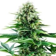 Power Flower – product view 7