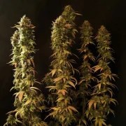 Power Flower – product view 8