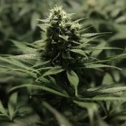 Power Flower – product view 9