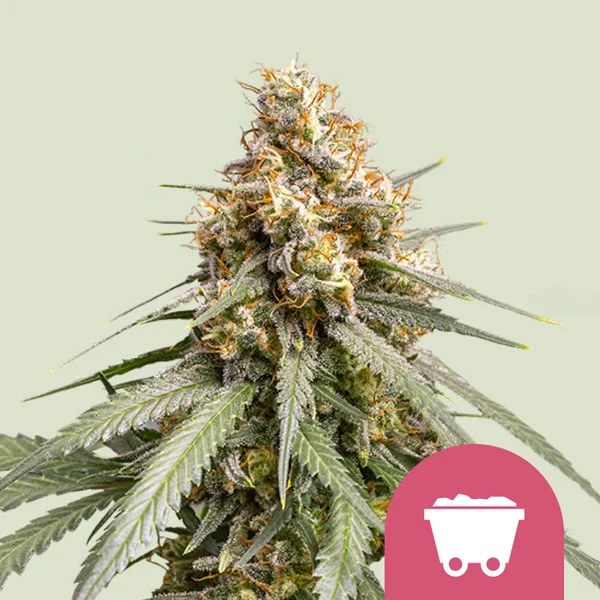 Shining Silver Haze – product view 1