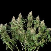 Shining Silver Haze – product view 2
