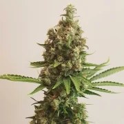Shining Silver Haze – product view 3