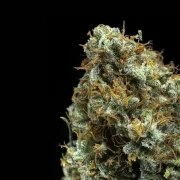 Shining Silver Haze – product view 4
