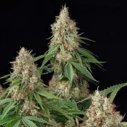 Shining Silver Haze – product view 5