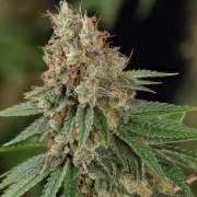 Shining Silver Haze – product view 6