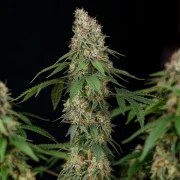 Shining Silver Haze – product view 7