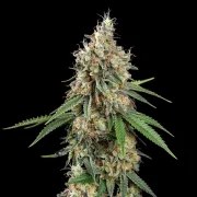 Shining Silver Haze – product view 8