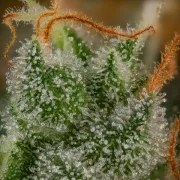 Shining Silver Haze – product view 9