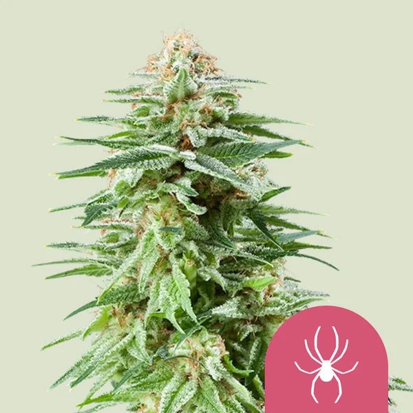 White Widow – product view 1