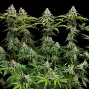 White Widow – product view 3