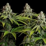 White Widow – product view 4