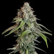White Widow – product view 5