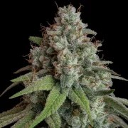 White Widow – product view 6