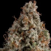 White Widow – product view 8