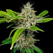 White Widow – product view 9