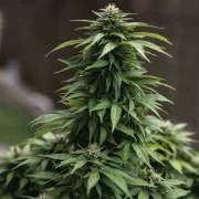 White Widow – product view 10