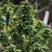 White Widow – product view 11