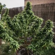 White Widow – product view 12