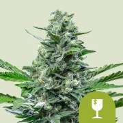 Royal Critical Auto – product view 1