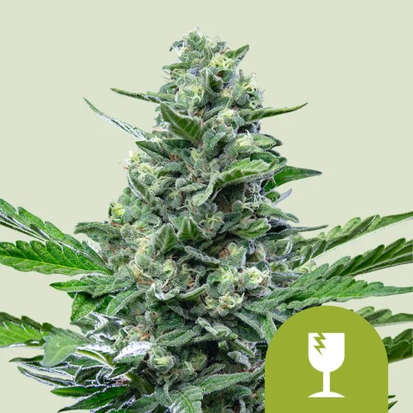 Royal Critical Auto – product view 1