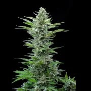 Royal Critical Auto – product view 3