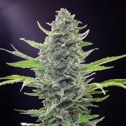 Royal Critical Auto – product view 4