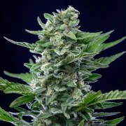 Royal Critical Auto – product view 5