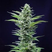 Royal Critical Auto – product view 6