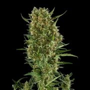 Royal Critical Auto – product view 7