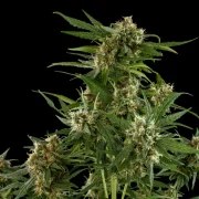 Royal Critical Auto – product view 8