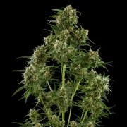 Royal Critical Auto – product view 9