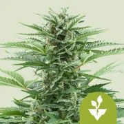 Easy Bud – product view 1