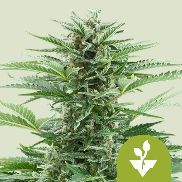 Easy Bud – product view 1