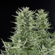 Easy Bud – product view 3