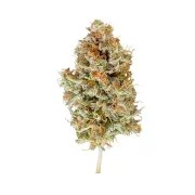 Easy Bud – product view 4