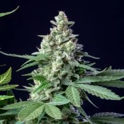 Easy Bud – product view 5