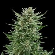 Easy Bud – product view 6