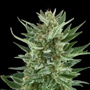 Easy Bud – product view 7