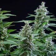 Easy Bud – product view 8